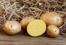 Картофель: польза и вред на нашем столе